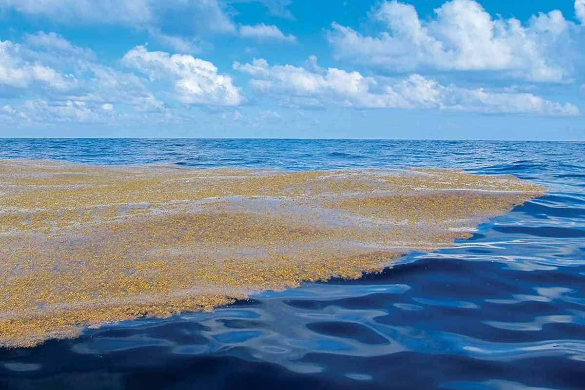 sargassum belt