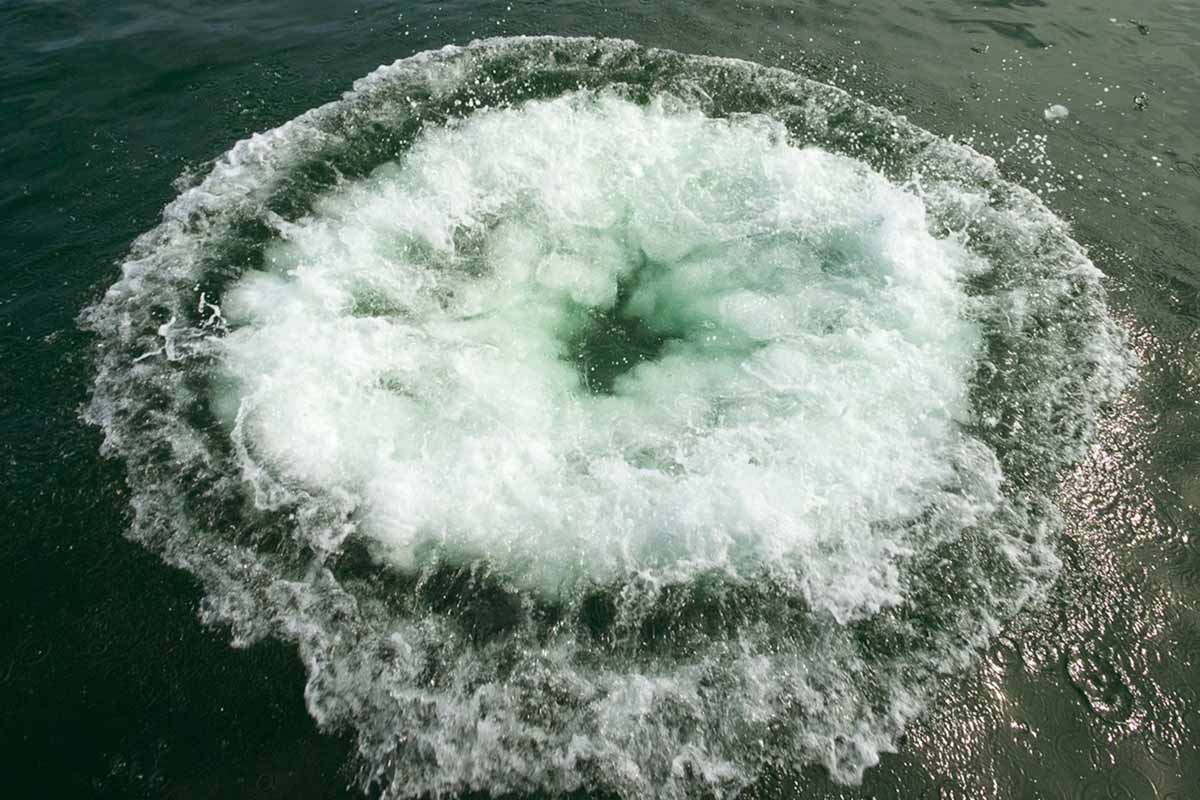 non-human communication